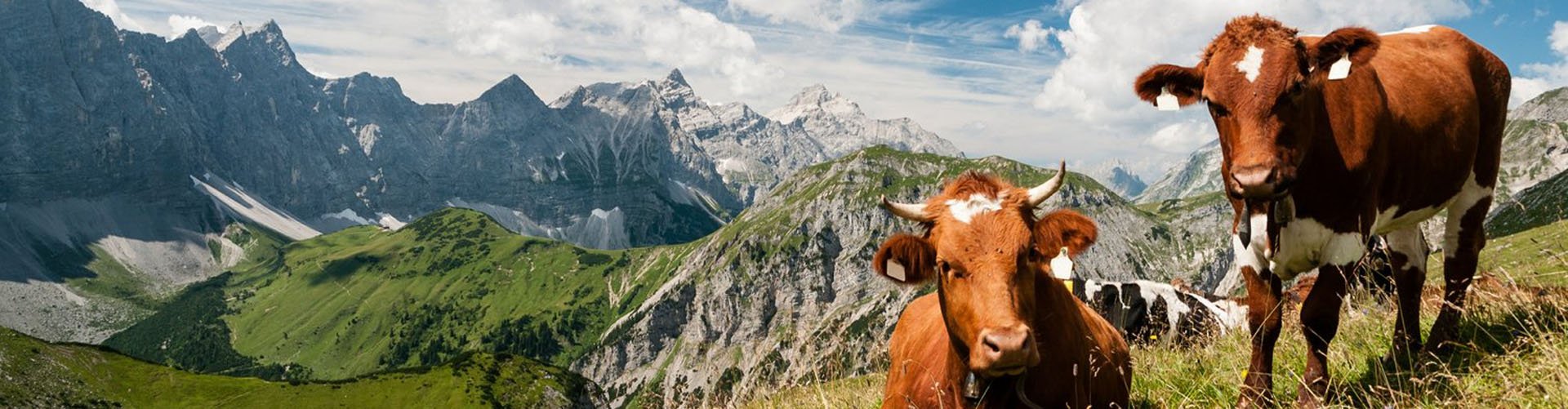 Oostenrijk, Salzburgerland - bergen milka koeien
