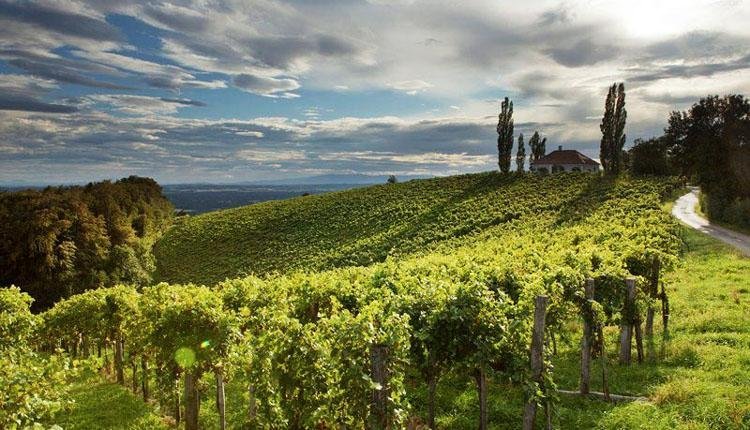 Oostenrijk - Steiermark, wijnvelden